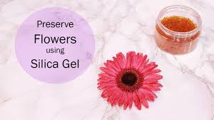 Check spelling or type a new query. How To Preserve Flowers Using Silica Gel Youtube