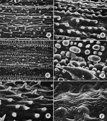 Image result for Isachne buettneri