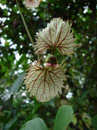 Image result for Diospyros consolatae-rotundifolia intermediates