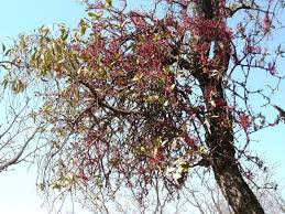 Image result for Vanwykia remota