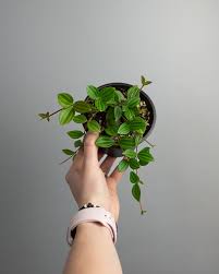 Image result for Duosperma quadrangulare