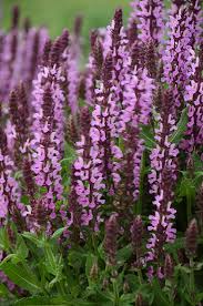 Veronica, speedwell available now at american meadows. Three Dogs In A Garden New Perennials For 2019 From Proven Winners