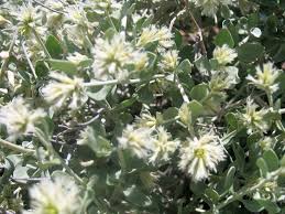 Image result for Leucosphaera bainesii