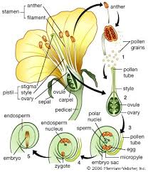 Maybe you would like to learn more about one of these? Life Cycle Definition Types Facts Britannica