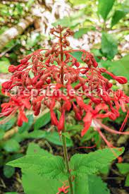 This heavy duty hand forged black wrought. Clerodendrum Paniculatum Pagoda Flower Buy Seeds At Rarepalmseeds Com