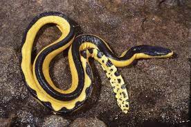 Ocean Sea Octopus Venenous Pesquisa Google Sea Snake Snake Images Snake