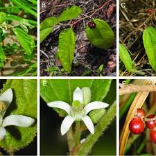 Image result for Malvaceae subfamily Grewioideae