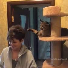 Hilarious Voice Over To Cat Slapping People Who Walk By Cutesypooh Cats Funny Animal Videos Cat Memes