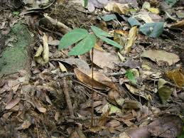 Image result for Aphanocalyx richardsiae