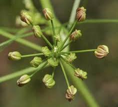 Image result for Apium leptophyllum