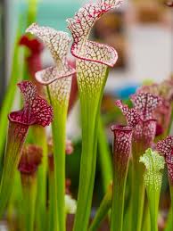 Check spelling or type a new query. Pitcher Plant Problems Common Pests And Diseases Of Pitcher Plant