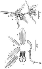 Image result for Achyrospermum laterale