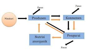 Terlihat pada gambar bahwa yang akan bertindak sebagai produsen merupakan bungan dan juga sawi. Jelaskan Apa Yang Dimaksud Rantai Makanan Brainly Co Id