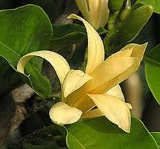Tanaman cempaka jenis ini memiliki ciri yang khas, yaitu aroma wangi yang khas, oleh karena itu, banyak yang menjuluki bunga cempaka kuning sebagai bunga. 43 Ideeen Over Bunga Cempaka Bloemen Magnolia Botanische Prenten