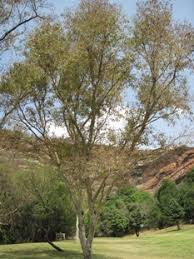 Image result for Heteropyxis natalensis