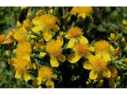 Image result for Hypericum humbertii