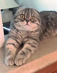 Goddess Mio Mio Of Lynzkatz Scottish Fol American Shorthair Cat Cats Cat Scottish Fold