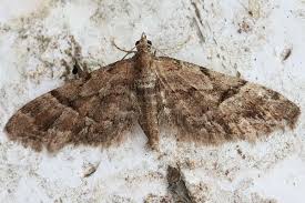 Image result for Eupithecia lanceata