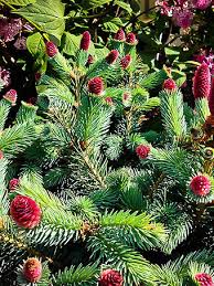 It is also noted for its ability to withstand heavy snow loads in winter. Columnar Norway Spruce Trees For Sale The Tree Center