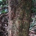 Image result for Staudtia