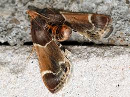 Image result for Pyralis lienigialis