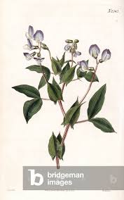 Image result for Lathyrus hirsutus