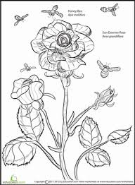 My printable bee coloring pages are interactive which means you can customize them in your favorite fonts, colors, and sizes. Rose And Bee Worksheet Education Com