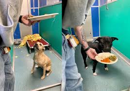 Upstate NY couple serves Thanksgiving dinners to over 200 shelter animals  (photos) - newyorkupstate.com
