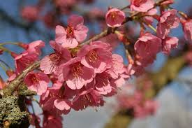 Prunus Kursar Small Gardens Garden Garden Inspiration