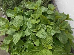 Image result for foto moud Forsterův