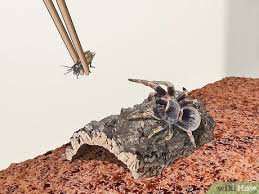 Mexican red rump mexican red knee chilean rose hair chaco golden knee mexican pink knee purple earth tiger. 3 Ways To Keep A Chaco Gold Knee Tarantula Wikihow