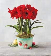 Red Lion Amaryllis Triple Amaryllis Plant Amaryllis Flowers Amaryllis