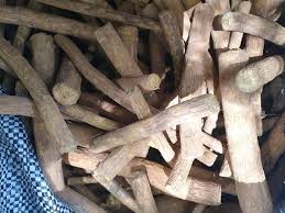 Image result for Massularia