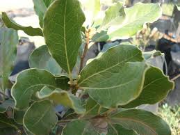 Image result for Euclea