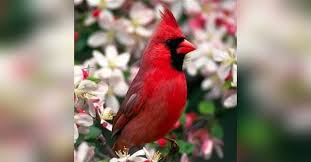 Maxine White McCauley Obituary