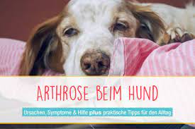 Arthrose Beim Hund Diagnose Therapie Hilfe Seniorpfoten