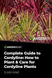 Cordyline Guide How To Plant Care For Cordyline Australis Plant Care Plants Modern Backyard Landscaping