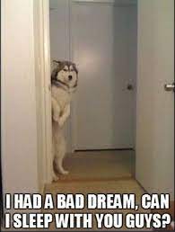 Bad Dream Funny Animals Funny Cute I Love Dogs