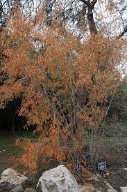 Image result for Searsia leptodictya