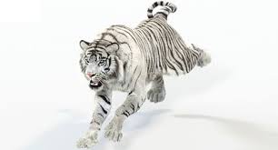 Animated White Tiger Fur Is A High Quality 3d Model To Add More Details And Realism To Your Rendering Projects Fully De Tiger Fur Sumatran Tiger 3d Model