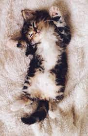 7 Facts About American Bobtail Cats You Have To Know Anifa Blog Cute Animals Baby Animals Kittens Cutest