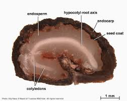 Image result for Psydrax livida