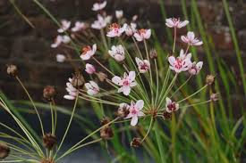 Image result for Butomopsis