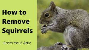 An attic can sometimes have accidental holes and openings, in which wasps can go and. Squirrel Pest Control Fullscope Pest Control
