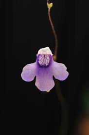 Image result for Genlisea africana