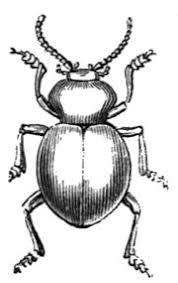 Black And White Insect Drawings Pin On Insect Drawing