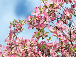 Unless you plan to prune the tree to limit its size, the space should be large enough to. How To Grow And Care For Pink Dogwood Trees