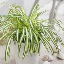 Image result for Chlorophytum lancifolium