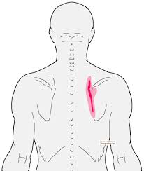 Burning And Itching Along The Shoulder Blade Integrative Works Trigger Points Shoulder Blades Shoulder Trigger Points