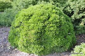 Image result for Buxus acutata